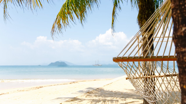 Hammock beach palm tree sailboat free wallpaper for desktop - medium preview image