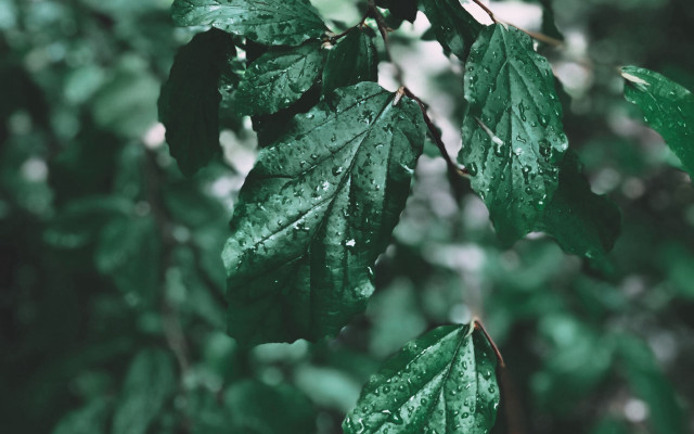 Green leafy tree water droplets free wallpaper for desktop - medium preview image