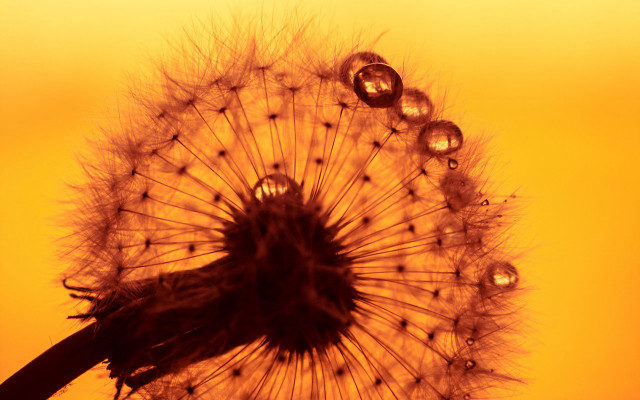 Dandelion water drops macro naturalism free wallpaper for desktop - medium preview image