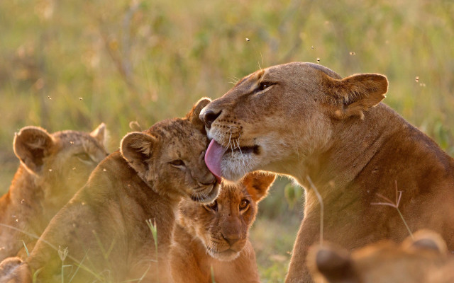 Lions group grass field trees free wallpaper for desktop - medium preview image