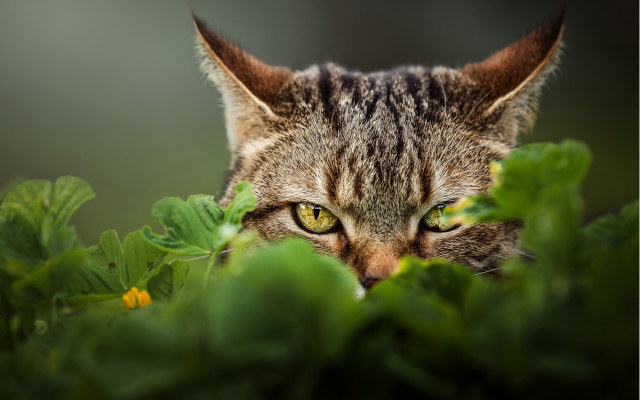Cat green eyes hiding grass free wallpaper for desktop - medium preview image