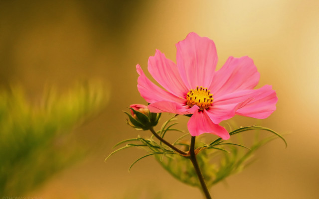 Pink flower yellow center macro #5 free wallpaper for desktop - medium preview image