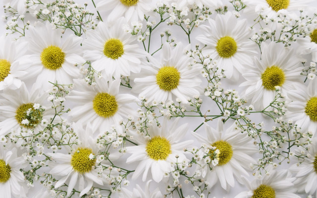 White flower bouquet closeup floral free wallpaper for desktop - medium preview image