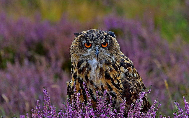 Owl purple flower field blurry free wallpaper for desktop - medium preview image