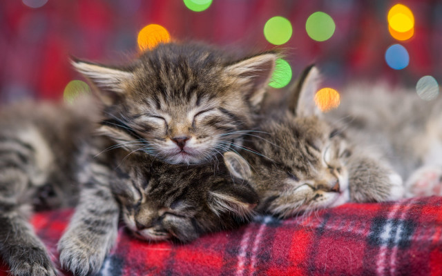 Kittens christmas bokeh blurry adorable free wallpaper for desktop - medium preview image
