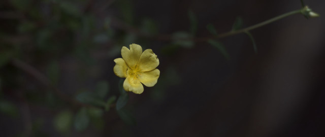 Yellow flower night blurry macro free wallpaper for desktop - medium preview image