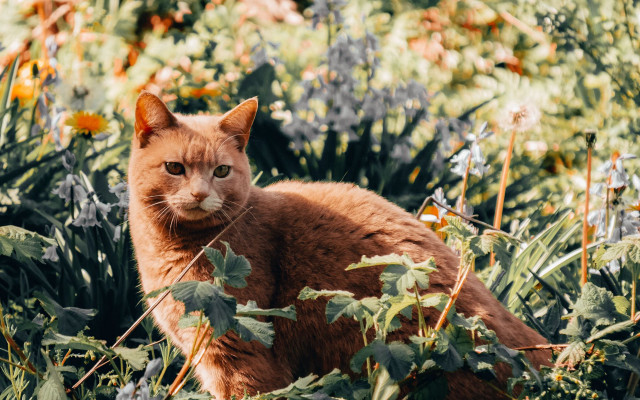Sad cat autumn flower field free wallpaper for desktop - medium preview image