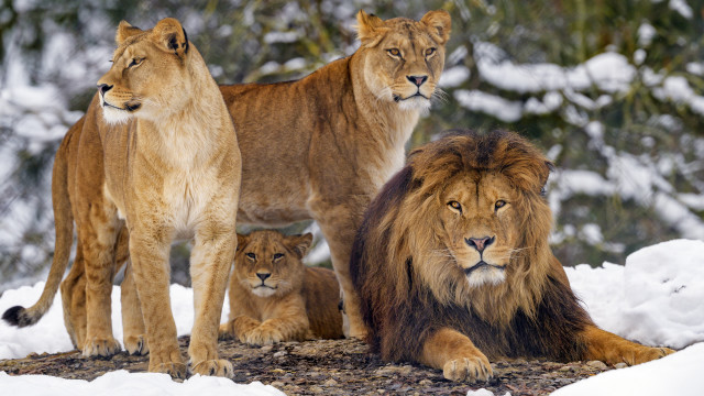 Lions snowy outdoor nature wildlife free wallpaper for desktop - medium preview image