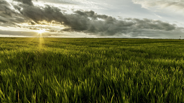 Grass sky horizon lone tree free wallpaper for desktop - medium preview image