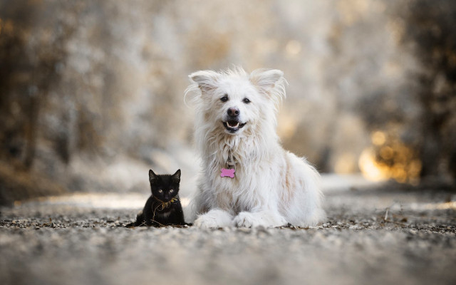 Dog cat outdoors blurry animals free wallpaper for desktop - medium preview image