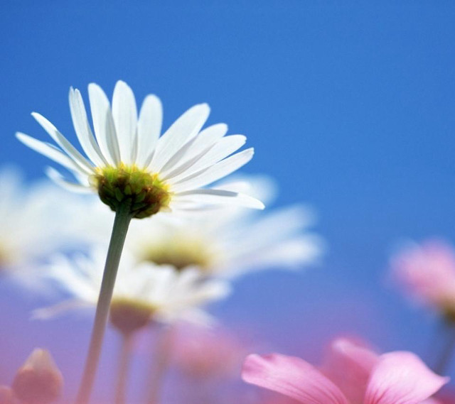 Daisies field blue sky pink free wallpaper for tablet - medium preview image