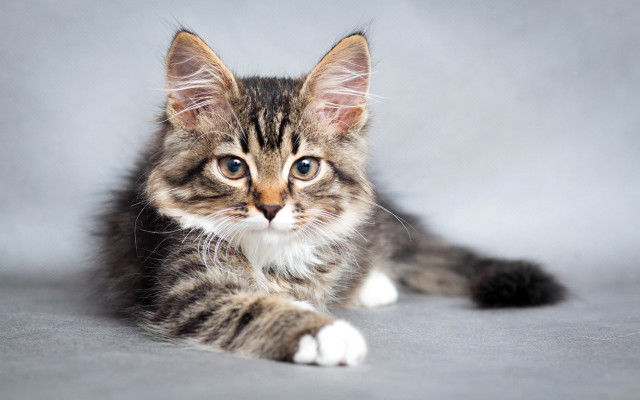 Cat shiba inu gray surface free wallpaper for desktop - medium preview image