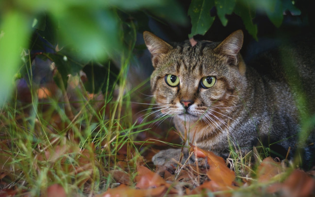 Cat surprised grass focus puzzle free wallpaper for desktop - medium preview image