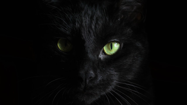 Black cat green eyes chiaroscuro #2 free wallpaper for desktop - medium preview image