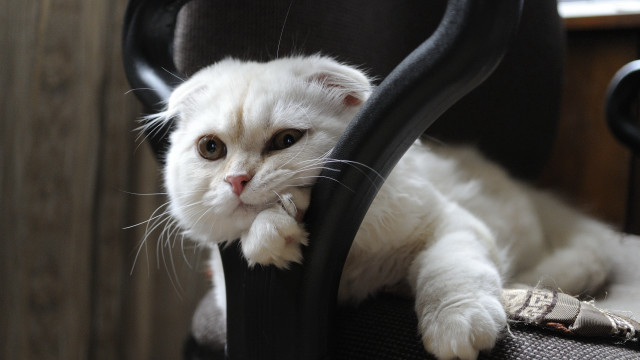 White cat black chair melting free wallpaper for desktop - medium preview image