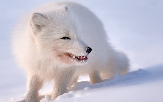 White fox snow winter smiling free wallpaper for desktop - medium preview image