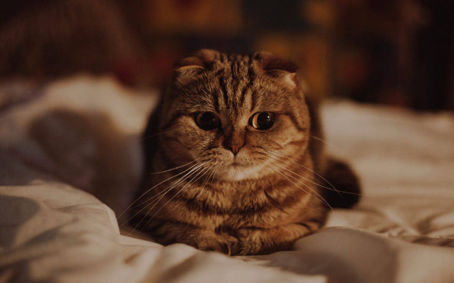 Cat sad bed dean roger free wallpaper for desktop - medium preview image