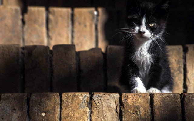 Black white cat wooden ledge free wallpaper for desktop - medium preview image
