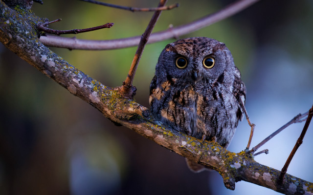 Small owl branch wide open free wallpaper for desktop - medium preview image