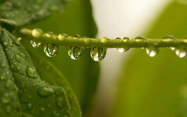 Green leaf water drops macro #13 free wallpaper for desktop - medium preview image