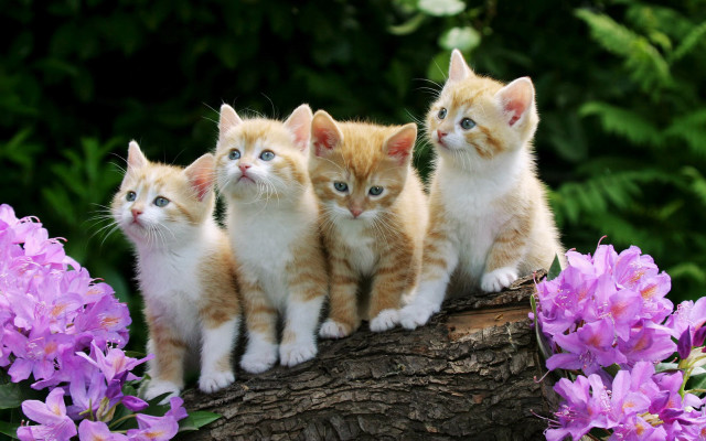 Kittens log garden purple flowers #2 free wallpaper for desktop - medium preview image