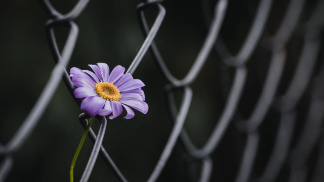 Purple flower chain link fence free wallpaper for desktop - medium preview image