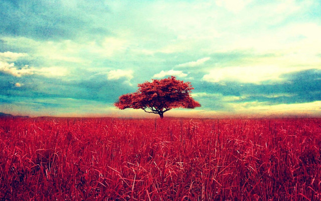 Lone tree cloudy sky mountain free wallpaper for desktop - medium preview image