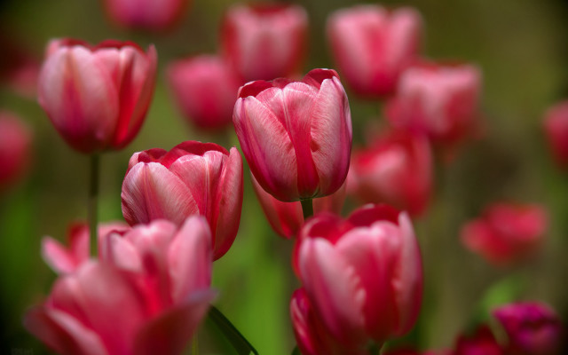 Pink flowers grass bokeh macro free wallpaper for desktop - medium preview image