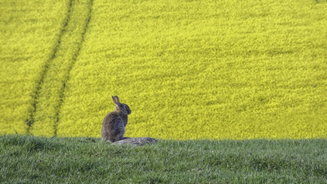 Rabbit green field yellow flowers free wallpaper for desktop - medium preview image