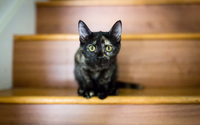 Black cat staircase optical illusion free wallpaper for desktop - medium preview image