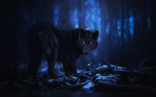 Black wolf glowing eyes dark free wallpaper for desktop - medium preview image
