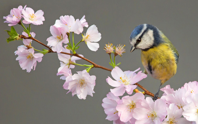 Bird branch pinkflowers ecological art free wallpaper for desktop - medium preview image
