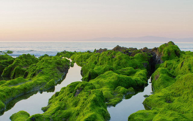 Lake mountain forest moss green free wallpaper for desktop - medium preview image