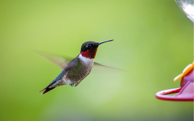 Hummingbird feeder hovering holography macro free wallpaper for desktop - medium preview image