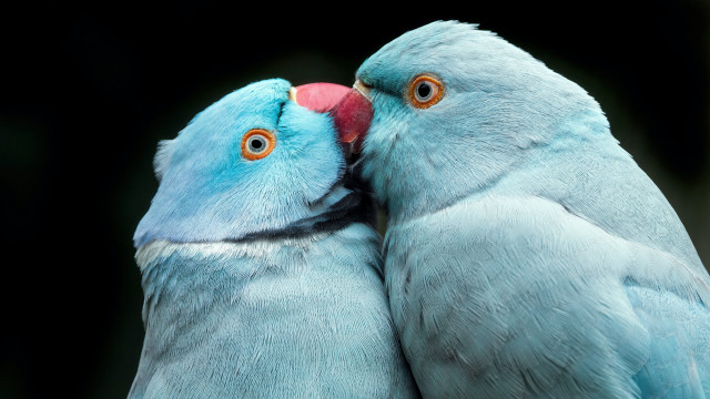 Blue birds orange eyes beaks free wallpaper for desktop - medium preview image