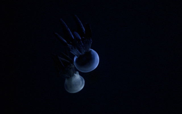 Bird moon light bulb night free wallpaper for desktop - medium preview image