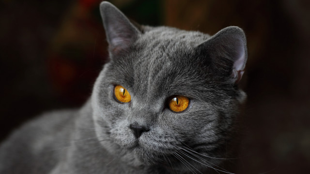Gray cat yellow eyes serious #8 free wallpaper for desktop - medium preview image