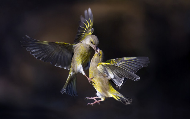 Birds spread wings owl crow free wallpaper for desktop - medium preview image