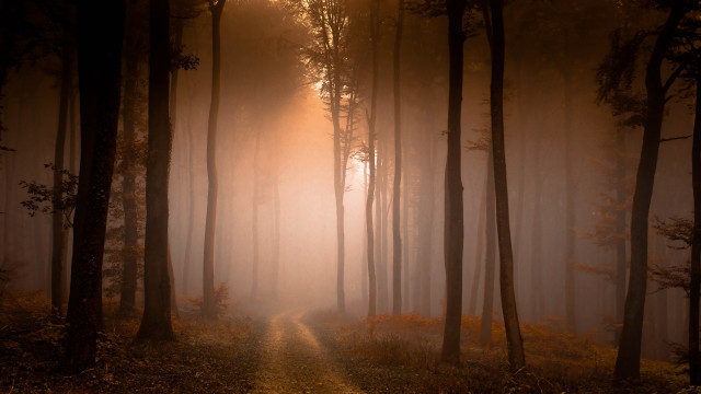 Forest path fog sunshine autumn free wallpaper for desktop - medium preview image