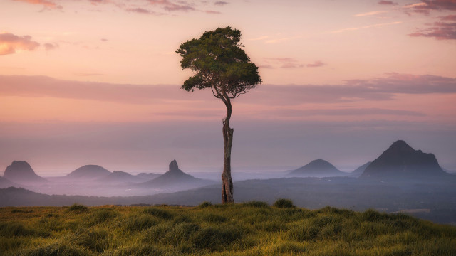 Lone tree grassy hill mountains #6 free wallpaper for desktop - medium preview image