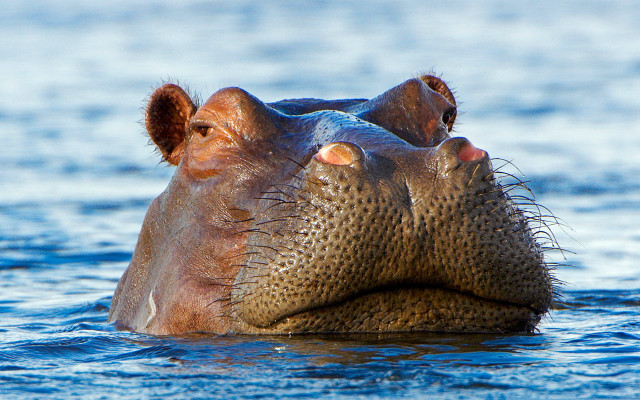 Hippopotamus swimming water eyes open free wallpaper for desktop - medium preview image