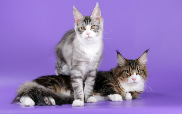 Grey white cats purple background free wallpaper for desktop - medium preview image