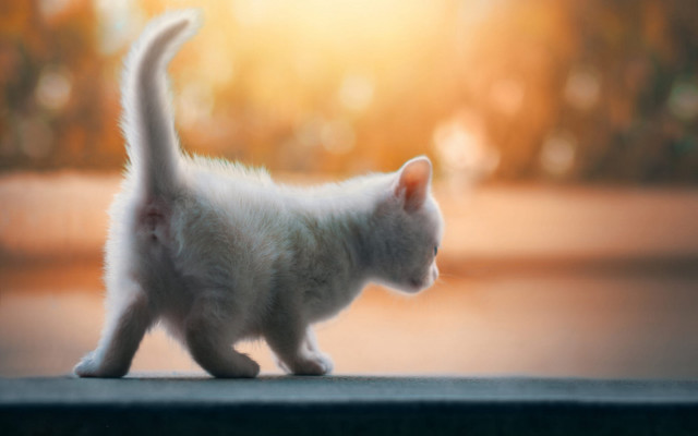 White kitten sunlight sidewalk tiltshift free wallpaper for desktop - medium preview image