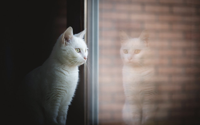 White cat window outside hologram free wallpaper for desktop - medium preview image