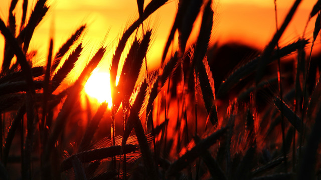 Sunset field wheat grass embers free wallpaper for desktop - medium preview image