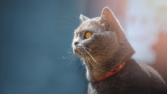 Cat red collar looking up free wallpaper for desktop - medium preview image