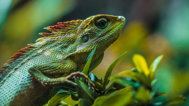 Lizard branch tree macro animal free wallpaper for desktop - medium preview image