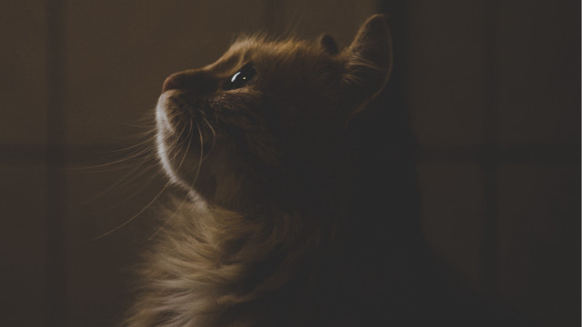 Cat looking up wide eyes free wallpaper for desktop - medium preview image