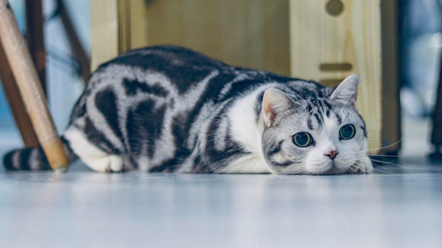 Cat floor chair door carlos free wallpaper for desktop - medium preview image