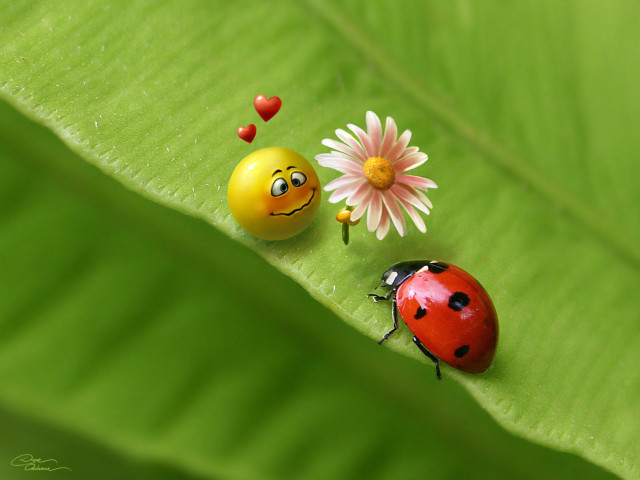 Ladybugs green leaf flower sitting #2 free wallpaper for desktop - medium preview image